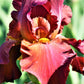 Bearded Iris - Califlora My Friend Jonathan (Reblooming)