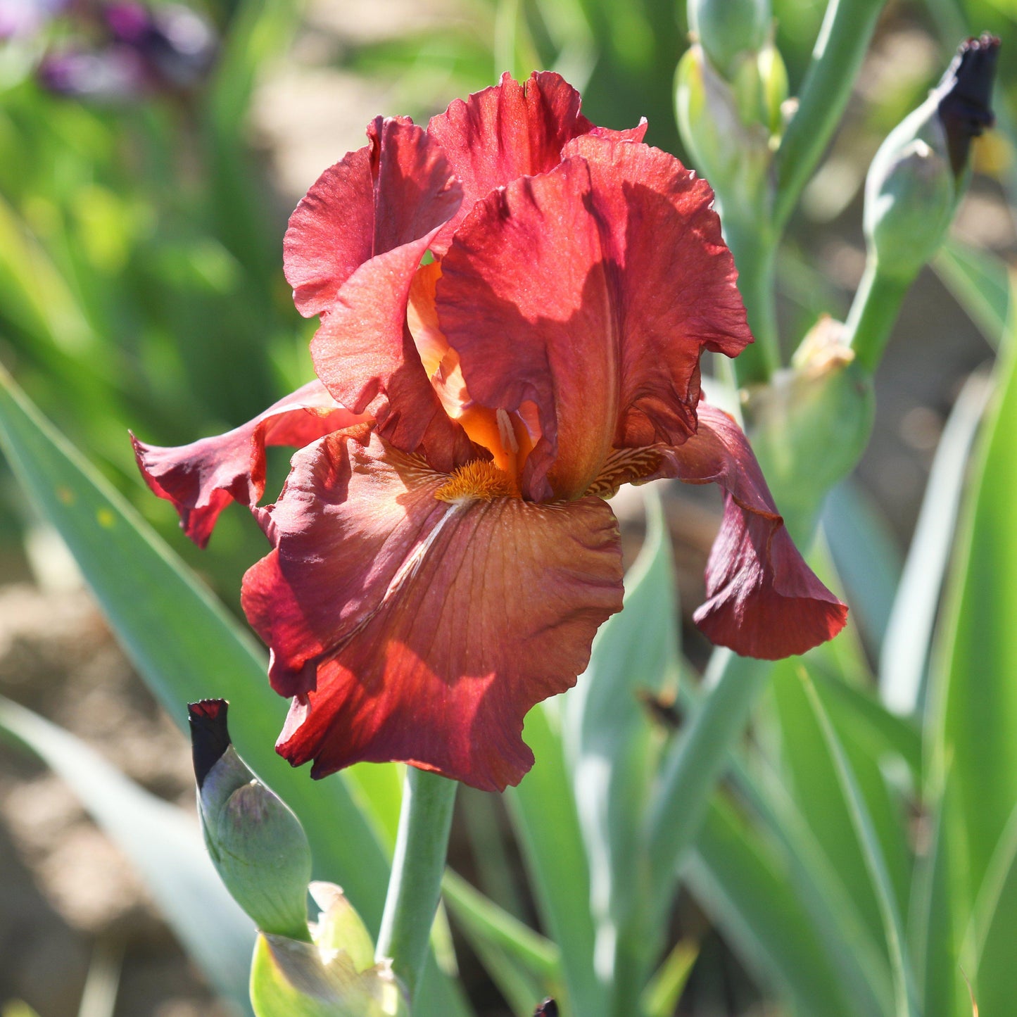 Bearded Iris - Califlora My Friend Jonathan (Reblooming)
