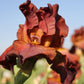 Bearded Iris - Califlora My Friend Jonathan (Reblooming)