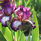 Bearded Iris - Califlora Tennison Ridge (Reblooming)