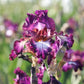 Bearded Iris - Califlora Tennison Ridge (Reblooming)