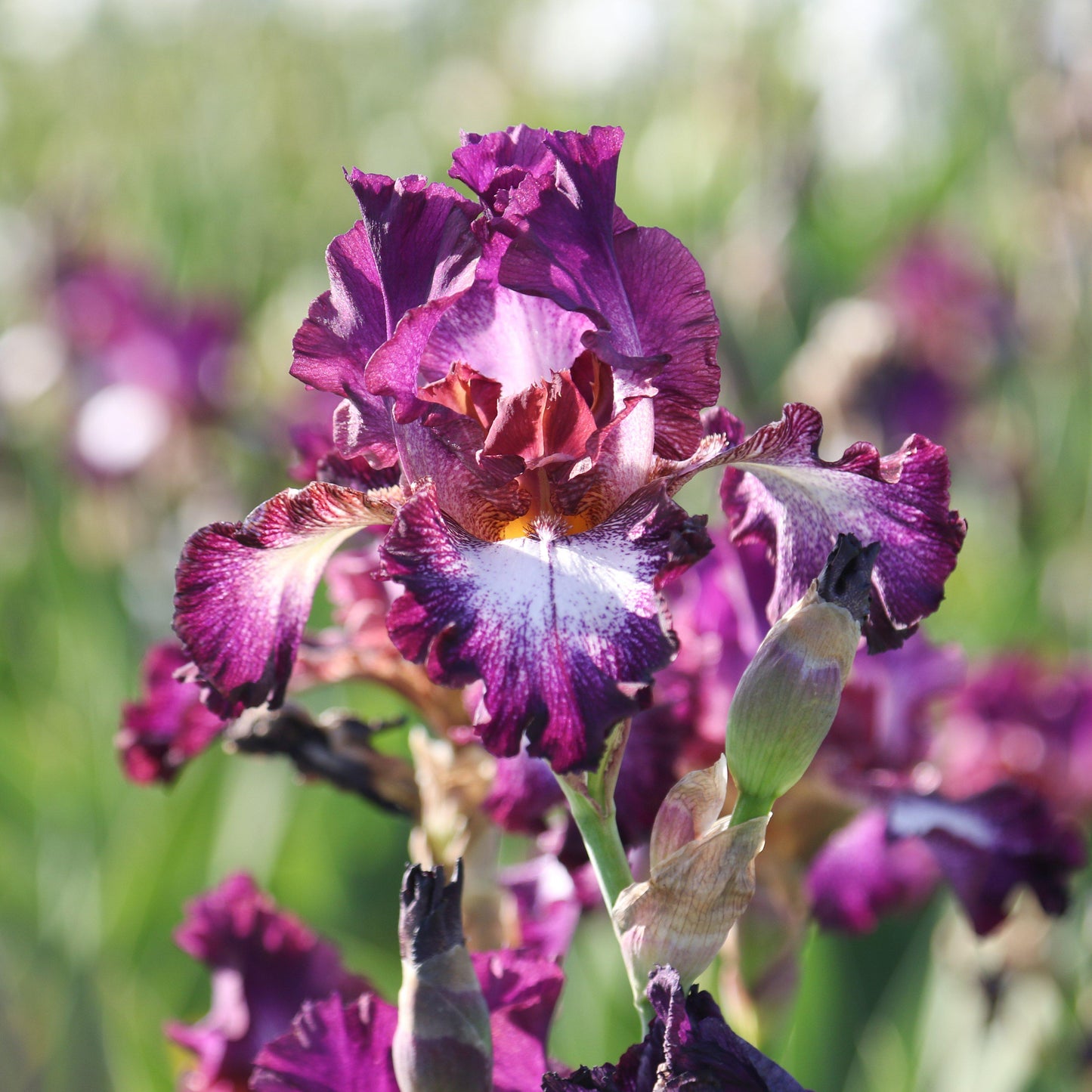 Bearded Iris - Califlora Tennison Ridge (Reblooming)