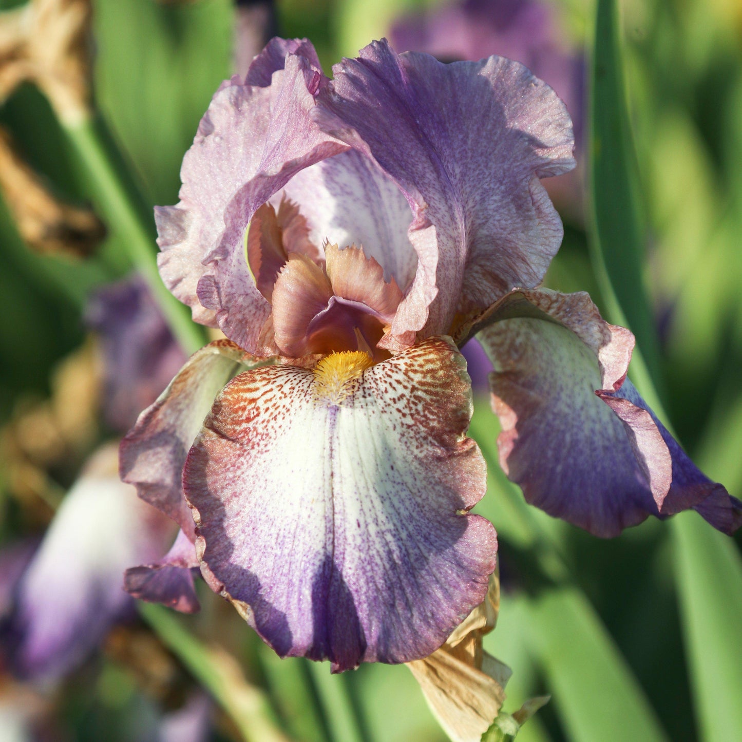 Bearded Iris - Califlora Wine Festival (Reblooming)