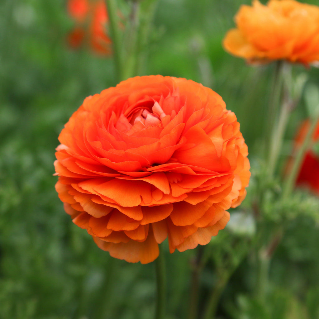 Sunset Ranunculus  Corms Bulbs Growing Bonsai Roots Rhizomes Tubers Potted Planting Reblooming Fragrant Garden Species Blooms Flower Seeds Plant Gardening