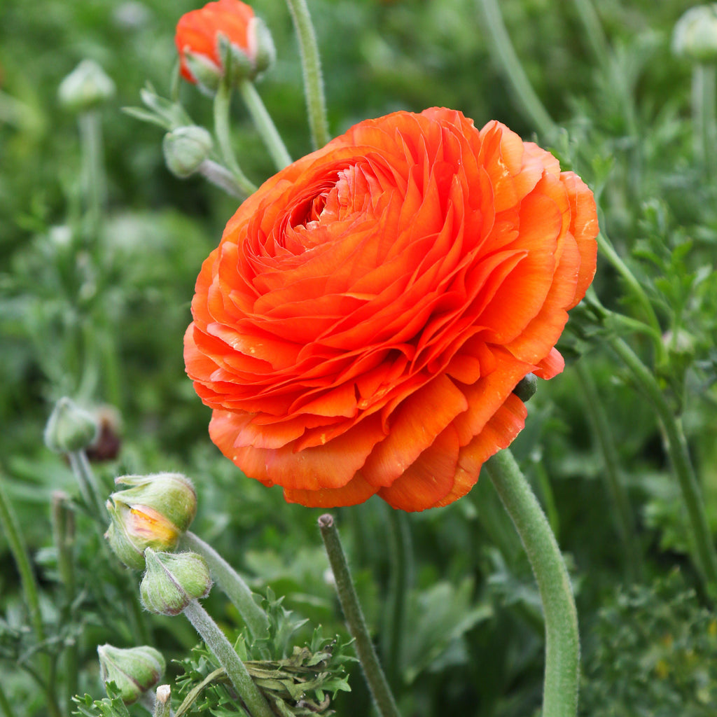 Sunset Ranunculus  Corms Bulbs Growing Bonsai Roots Rhizomes Tubers Potted Planting Reblooming Fragrant Garden Species Blooms Flower Seeds Plant Gardening