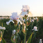 Bearded Iris - Califlora Eternal Bliss (Reblooming)