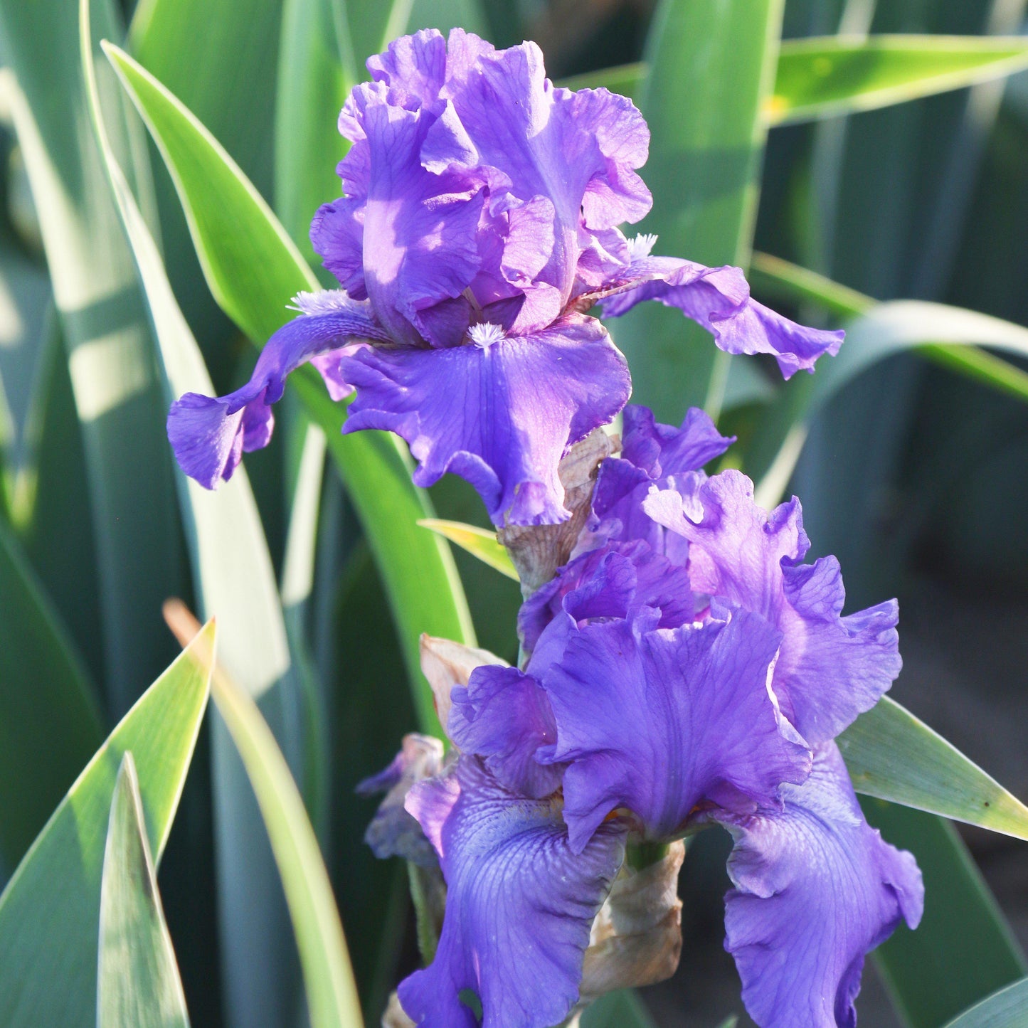 Bearded Iris - Califlora Dashing (Reblooming)