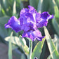 Bearded Iris - Califlora Dashing (Reblooming)