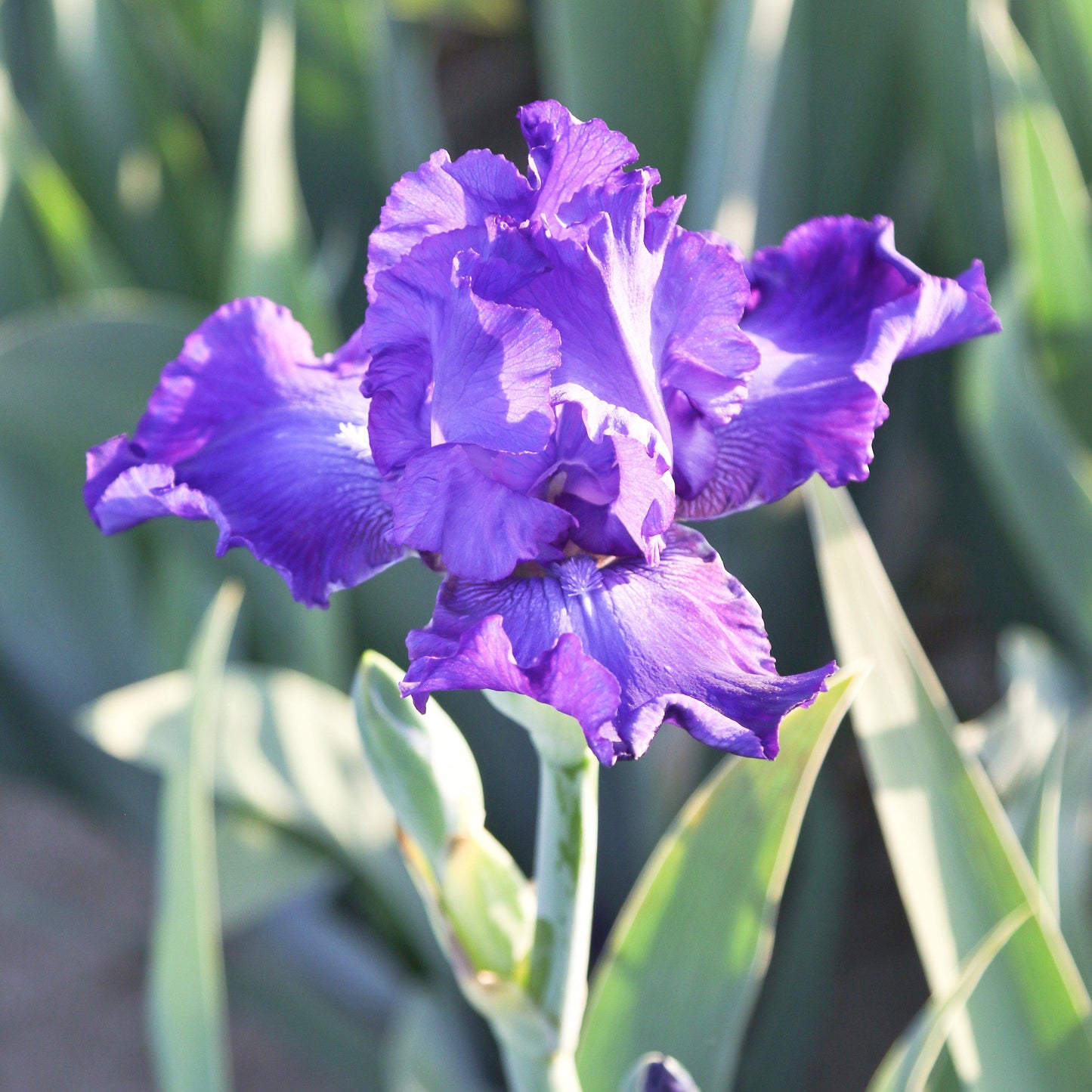 Bearded Iris - Califlora Dashing (Reblooming)