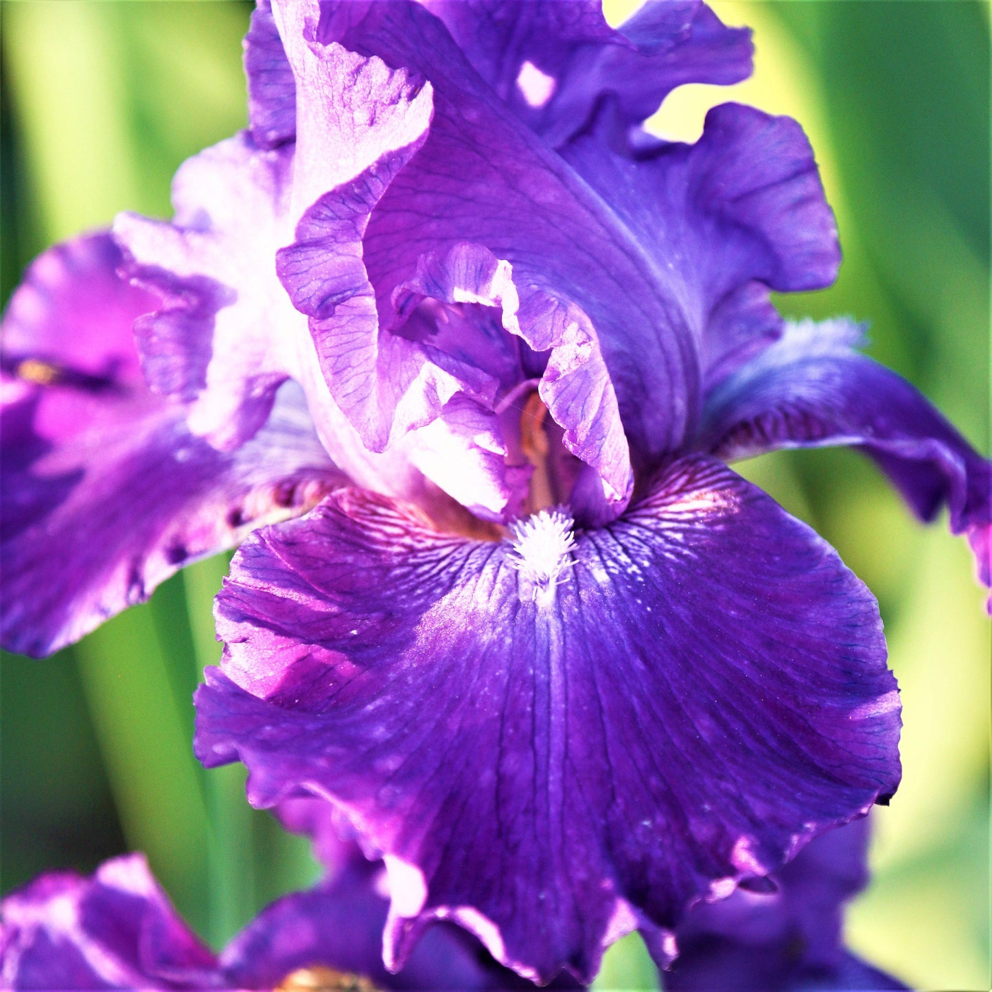 Bearded Iris - Califlora Dashing (Reblooming)