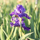 Bearded Iris - Califlora Dashing (Reblooming)