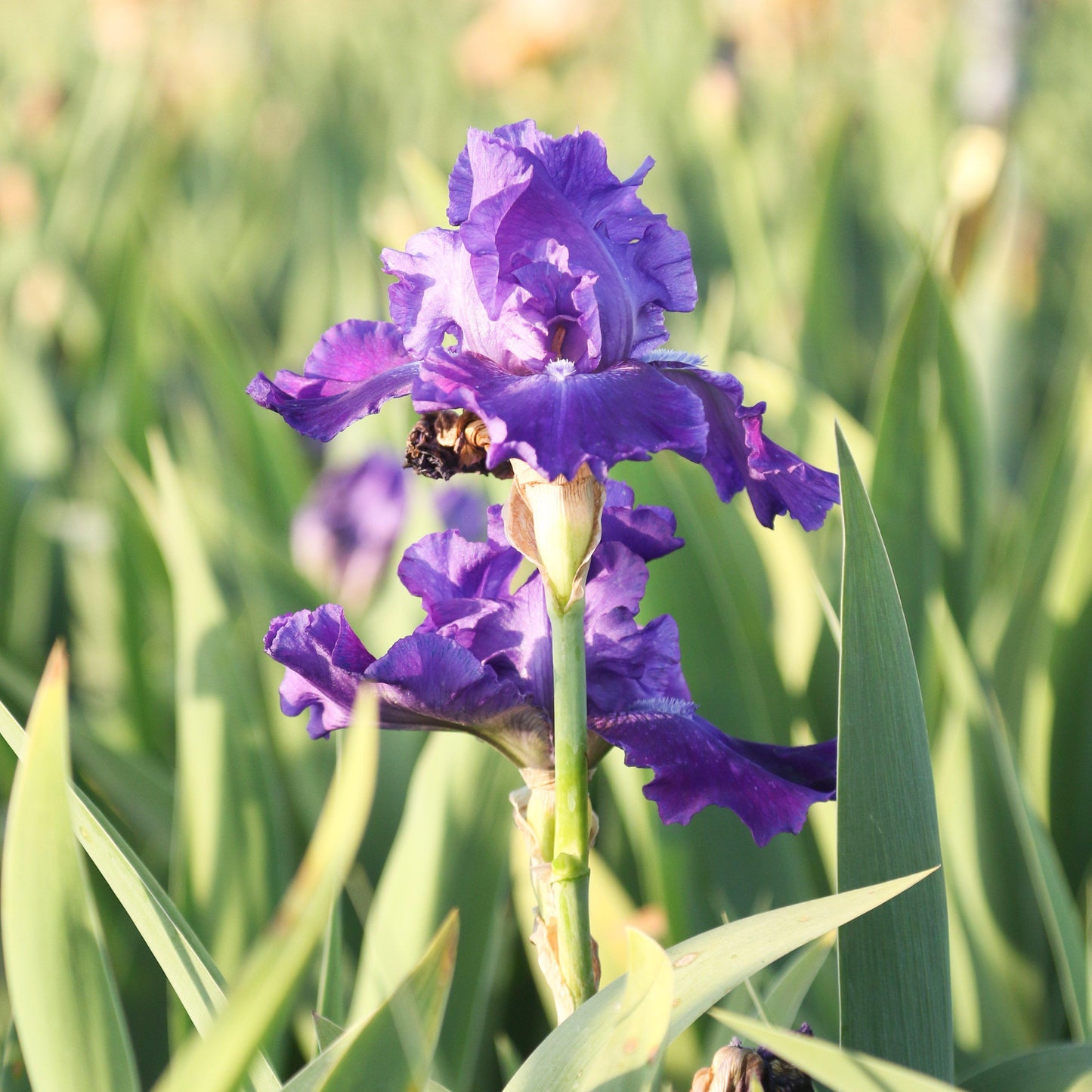 Bearded Iris - Califlora Dashing (Reblooming)