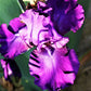Bearded Iris - Califlora Dashing (Reblooming)