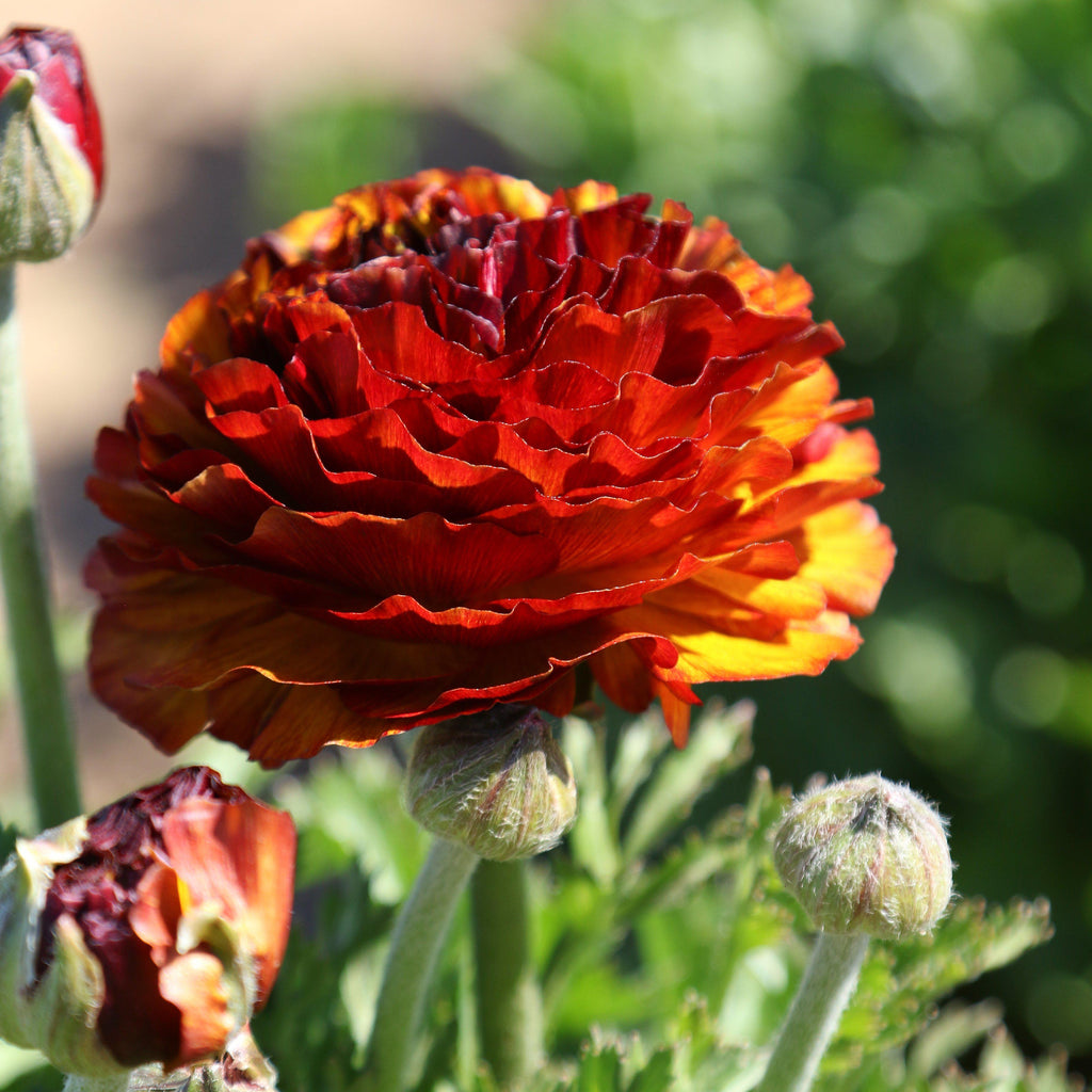 Ranunculus Bulbs Café Corms Growing Bonsai Roots Rhizomes Tubers Potted Planting Reblooming Fragrant Garden Species Blooms Flower Seeds Plant Gardening