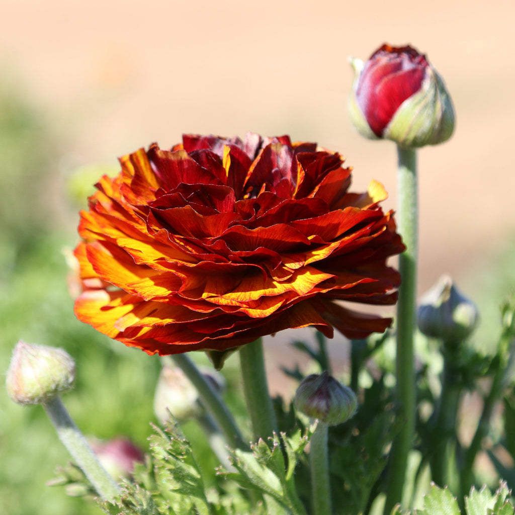 Ranunculus Bulbs Café Corms Growing Bonsai Roots Rhizomes Tubers Potted Planting Reblooming Fragrant Garden Species Blooms Flower Seeds Plant Gardening