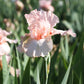 Bearded Iris - Califlora Pink Attraction (Reblooming)