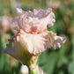 Bearded Iris - Califlora Pink Attraction (Reblooming)