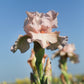 Bearded Iris - Califlora Pink Attraction (Reblooming)