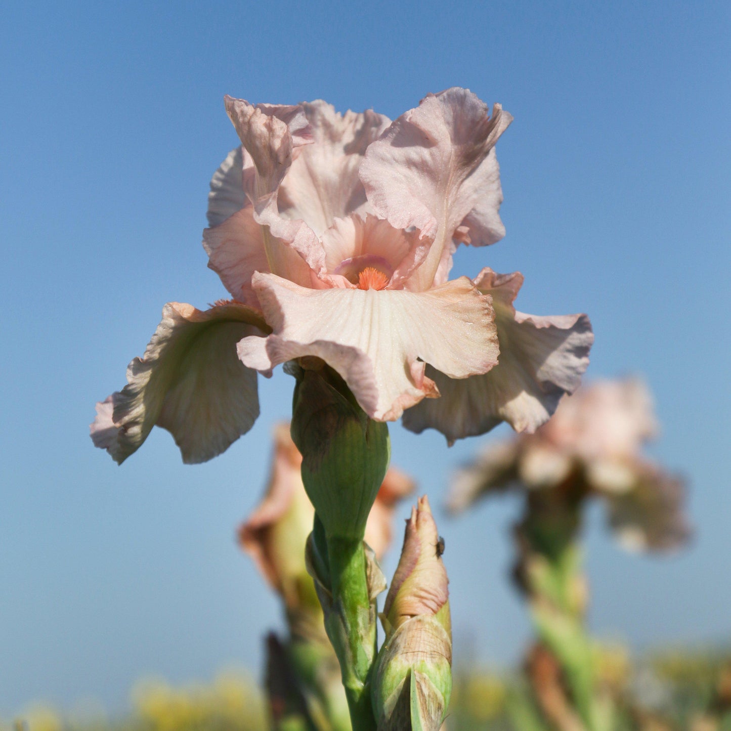 Bearded Iris - Califlora Pink Attraction (Reblooming)