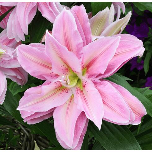 Zara Double Oriental Hybrid Lily Blooms Species Growing Bonsai Bulbs Roots Rhizomes Corms Tubers Potted Planting Reblooming Fragrant Garden Flower Seeds Plant