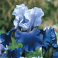 Best Bet Reblooming Tall Bearded Iris Species Growing Bonsai Bulbs Roots Rhizomes Corms Tubers Potted Planting Fragrant Garden Flower Seeds Plant