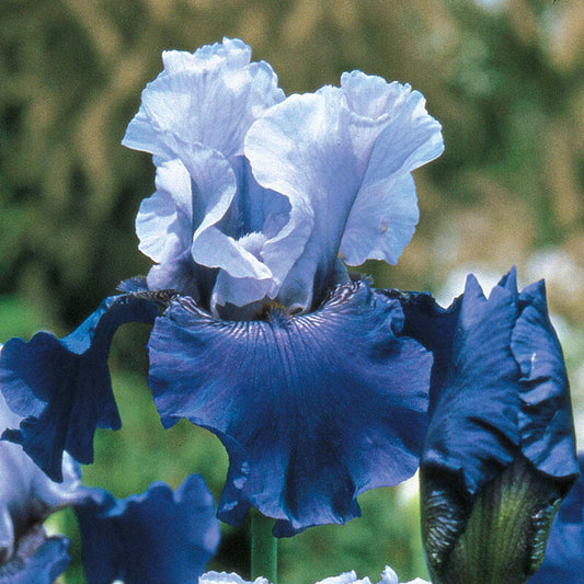 Best Bet Reblooming Tall Bearded Iris Species Growing Bonsai Bulbs Roots Rhizomes Corms Tubers Potted Planting Fragrant Garden Flower Seeds Plant
