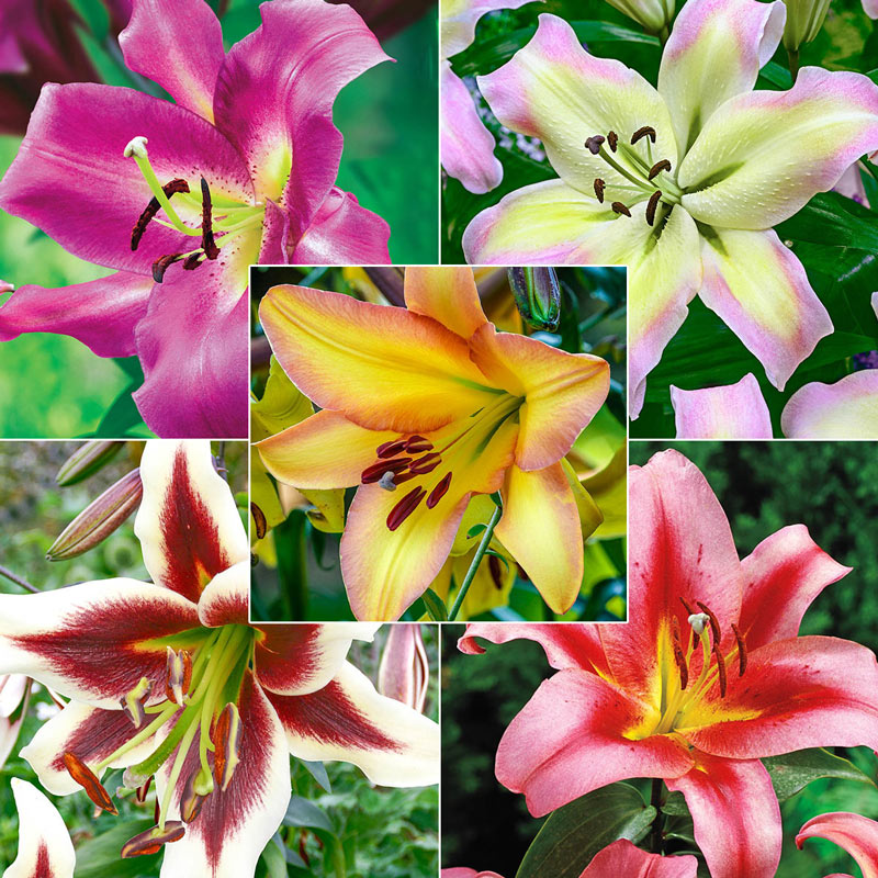 Spotlight Lily Tree Collection Lily Blooms Species Growing Bonsai Bulbs Roots Rhizomes Corms Tubers Potted Planting Reblooming Fragrant Garden Flower Seeds Plant