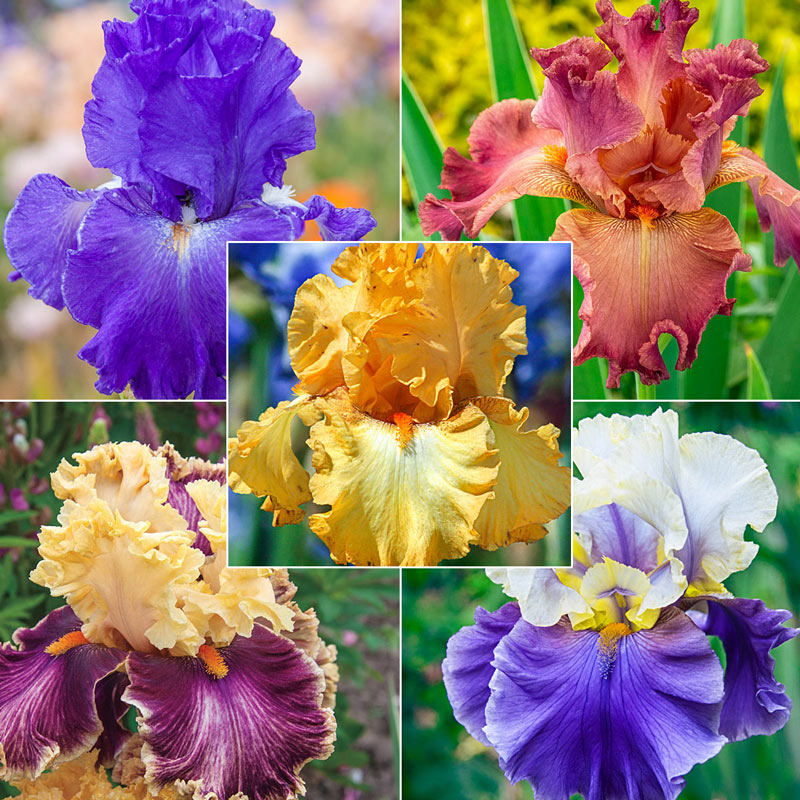 Ruffled & Laced Bearded Iris Collection Bearded Iris Species Growing Bonsai Bulbs Roots Rhizomes Corms Tubers Potted Planting Reblooming Fragrant Garden Flower Seeds Plant