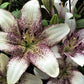 Sweet Zanica Easter Asiatic Hybrid Lily Blooms Species Growing Bonsai Bulbs Roots Rhizomes Corms Tubers Potted Planting Reblooming Fragrant Garden Flower Seeds Plant