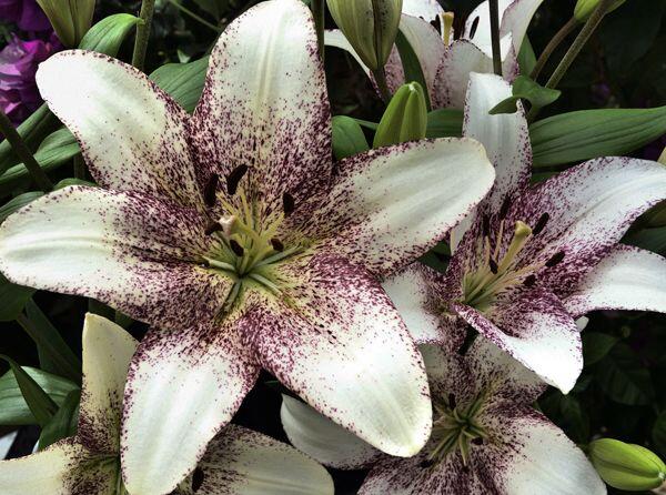 Sweet Zanica Easter Asiatic Hybrid Lily Blooms Species Growing Bonsai Bulbs Roots Rhizomes Corms Tubers Potted Planting Reblooming Fragrant Garden Flower Seeds Plant