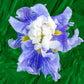 Sugar Dome Japanese Iris Bearded Iris Species Growing Bonsai Bulbs Roots Rhizomes Corms Tubers Potted Planting Reblooming Fragrant Garden Flower Seeds Plant