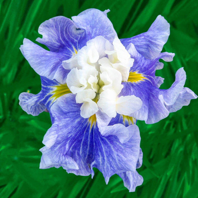 Sugar Dome Japanese Iris Bearded Iris Species Growing Bonsai Bulbs Roots Rhizomes Corms Tubers Potted Planting Reblooming Fragrant Garden Flower Seeds Plant