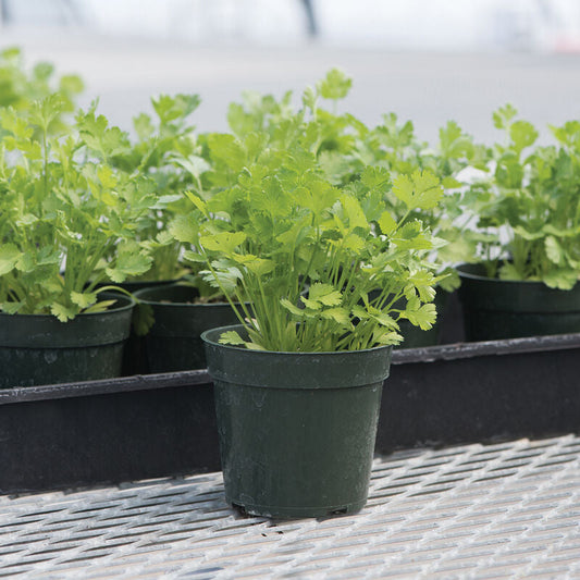 Organic Cilantro/Coriander Seed