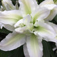 Angela Double Oriental Hybrid Lily Blooms Species Growing Bonsai Bulbs Roots Rhizomes Corms Tubers Potted Planting Reblooming Fragrant Garden Flower Seeds Plant