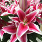 Siponto Oriental Hybrid Lily Blooms Species Growing Bonsai Bulbs Roots Rhizomes Corms Tubers Potted Planting Reblooming Fragrant Garden Flower Seeds Plant