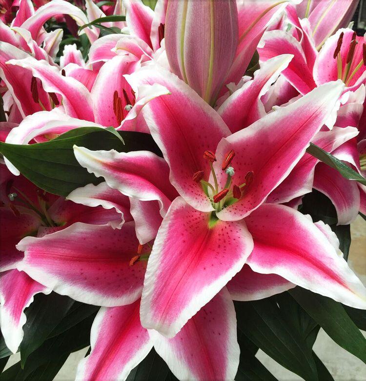 Siponto Oriental Hybrid Lily Blooms Species Growing Bonsai Bulbs Roots Rhizomes Corms Tubers Potted Planting Reblooming Fragrant Garden Flower Seeds Plant
