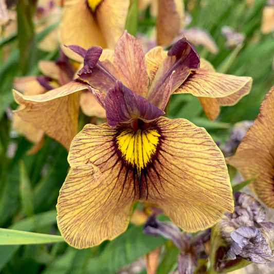 Yarai Pseudata Iris Species Growing Bonsai Bulbs Roots Rhizomes Corms Tubers Potted Planting Reblooming Fragrant Garden Flower Seeds Plant