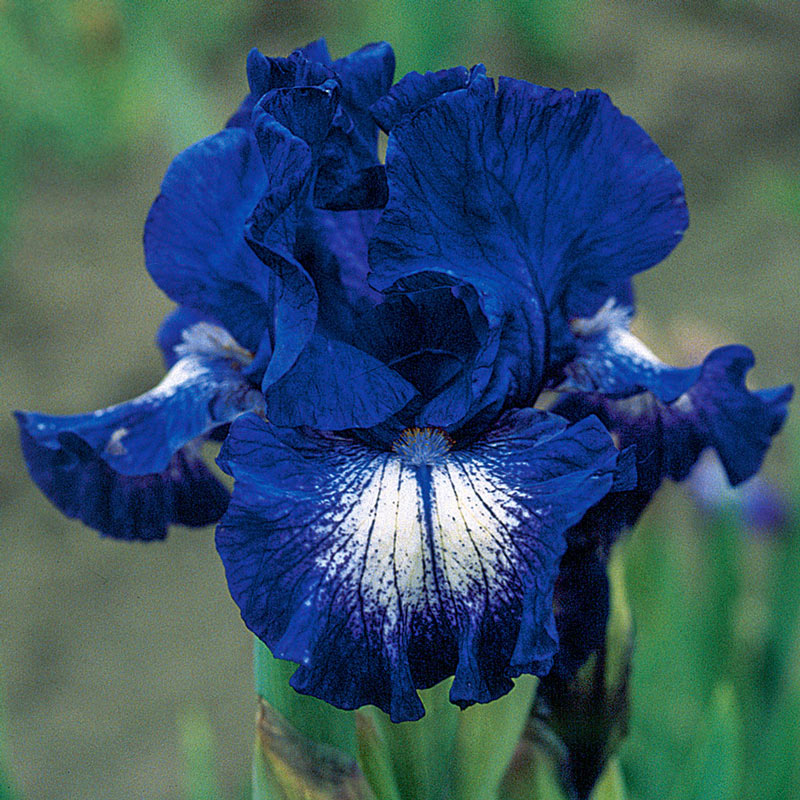 Starwoman Bearded Iris Species Growing Bonsai Bulbs Roots Rhizomes Corms Tubers Potted Planting Reblooming Fragrant Garden Flower Seeds Plant