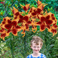 Red Morning Lily Tree Lily Blooms Species Growing Bonsai Bulbs Roots Rhizomes Corms Tubers Potted Planting Reblooming Fragrant Garden Flower Seeds Plant