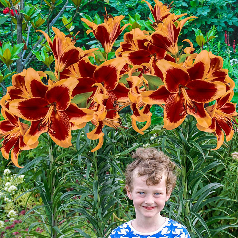 Red Morning Lily Tree Lily Blooms Species Growing Bonsai Bulbs Roots Rhizomes Corms Tubers Potted Planting Reblooming Fragrant Garden Flower Seeds Plant