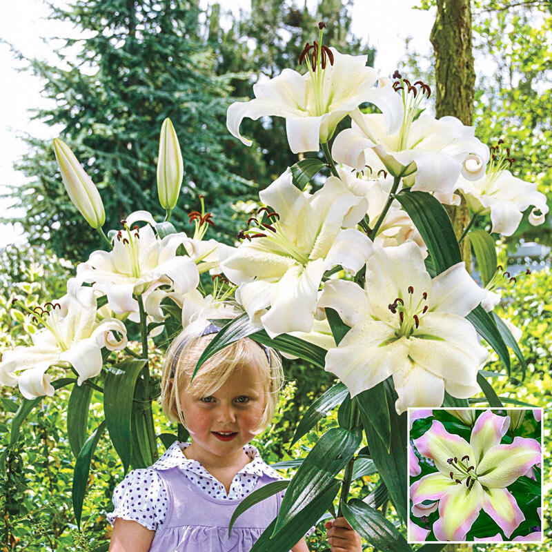 Pretty Woman Lily Tree Blooms Species Growing Bonsai Bulbs Roots Rhizomes Corms Tubers Potted Planting Reblooming Fragrant Garden Flower Seeds Plant