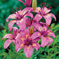 Silly Girl Lily Every Bloom is Perfect Lily Blooms Species Growing Bonsai Bulbs Roots Rhizomes Corms Tubers Potted Planting Reblooming Fragrant Garden Flower Seeds Plant