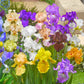 Reblooming Tall Bearded German Iris Mixture Iris Species Growing Bonsai Bulbs Roots Rhizomes Corms Tubers Potted Planting Reblooming Fragrant Garden Flower Seeds Plant