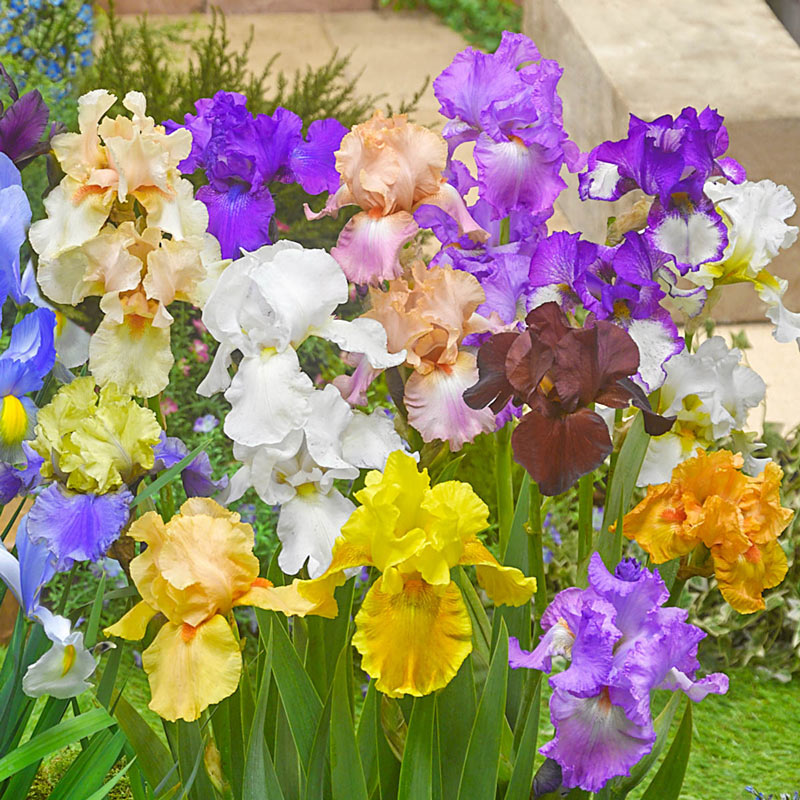 Reblooming Tall Bearded German Iris Mixture Iris Species Growing Bonsai Bulbs Roots Rhizomes Corms Tubers Potted Planting Reblooming Fragrant Garden Flower Seeds Plant