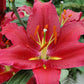 Bacardi Oriental Hybrid Lily Blooms Species Growing Bonsai Bulbs Roots Rhizomes Corms Tubers Potted Planting Reblooming Fragrant Garden Flower Seeds Plant