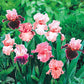 Shades of Pink Mixture Super Sak Bearded Iris Species Growing Bonsai Bulbs Roots Rhizomes Corms Tubers Potted Planting Reblooming Fragrant Garden Flower Seeds Plant