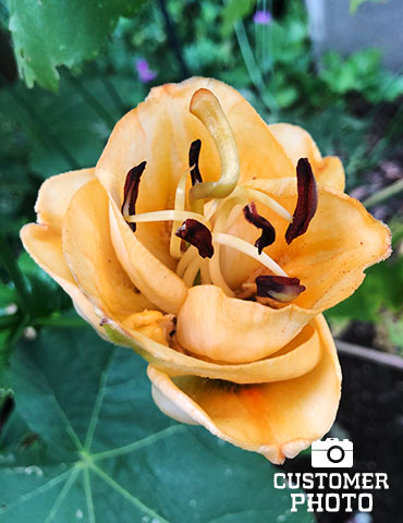 Apricot Fudge Lily Species Growing Bonsai Bulbs Roots Rhizomes Corms Tubers Potted Planting Reblooming Fragrant Garden Flower Seeds Plant