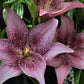 Sweet Sugar Easter Asiatic Lily Blooms Species Growing Bonsai Bulbs Roots Rhizomes Corms Tubers Potted Planting Reblooming Fragrant Garden Flower Seeds Plant