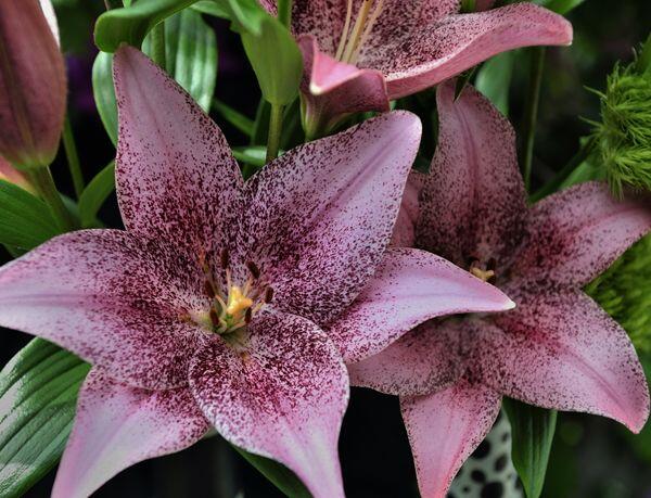 Sweet Sugar Easter Asiatic Lily Blooms Species Growing Bonsai Bulbs Roots Rhizomes Corms Tubers Potted Planting Reblooming Fragrant Garden Flower Seeds Plant