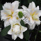 Andromeda Double Oriental Hybrid Lily Blooms Species Growing Bonsai Bulbs Roots Rhizomes Corms Tubers Potted Planting Reblooming Fragrant Garden Flower Seeds Plant